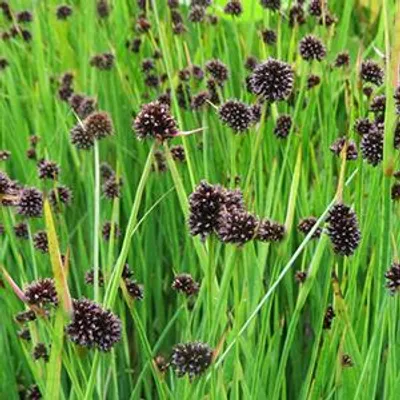 Productafbeelding van Moerings Juncus Ensifolius | Dwergrus | In 9CM pot