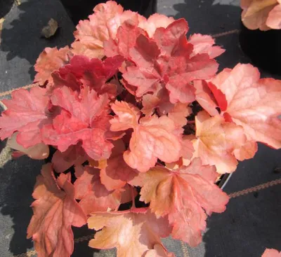 Produktbild von Garten-Purpurglöckchen Cherry Cola ® - Heuchera micrantha Cherry Cola ®