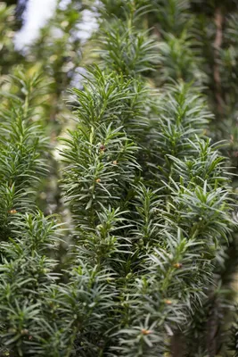 Produktbild von Taxus baccata 'Fastigiata', Säuleneibe, immergrün, 50–60 cm