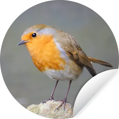 Produktbild von MuchoWow® Runde Wandtattoo - Wandsticker Tapete Aufkleber Vogel - Rotkehlchen - Felsen Ø 50 cm Selbstklebend und Repositionierbar - Wandaufkleber - Kreis - Wand Kreis - Wand Bild - Foto Tapete - Selbstklebende - Wohnzimmerdekoration - Wand Dekoration - Kinderzimmer