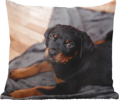 Produktbild von MuchoWow® Zierkissen Sofakissen Wohnzimmer Dekokissen 50x50 cm Ein Rottweiler-Welpe auf einem schwarzen Teppich - Komfort - Sofakissen