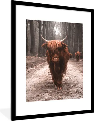 Produktbild von MuchoWow® Gerahmtes Poster Schottischer Hochländer - Wald - Kuh - Tiere - Natur 60x80 cm - Poster mit Schwarzem Bilderrahmen Wandposter Rahmen Foto Bilder - Wohnzimmer - Dekorationen - Prämie