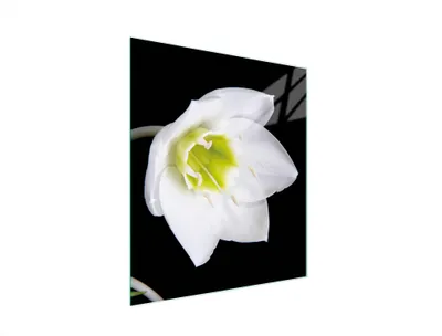 Produktbild von Glasschneidebrett 45x52 Orchidee