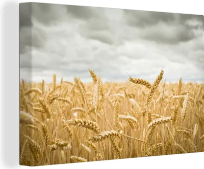 Produktbild von OneMillionCanvasses® - Leinwandbilder - 140x90 cm, Nahaufnahme eines Weizenfeldes, Wandbilder Kunstdruck Wanddekoration