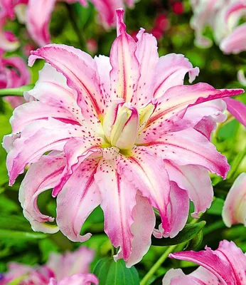 A close-up of a pink and white lily flower with green foliage in the background.