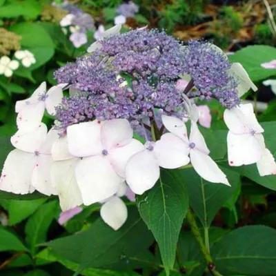 Obrázok produktu pre 2 x  Hortenzie  - Hydrangea 'Mariesii Perfecta'  | 25-30 cm v kontajneri