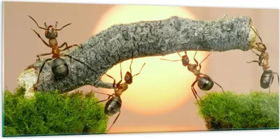 Produktbild von Bilder auf glas - Tiere Ameisen Brücke Natur - 120x50cm - Glasbilder - Wandbilder - Kunstdruck - zum Aufhängen bereit - Wanddekoration aus Glas - Glas Bilder - Wandbild auf Glas - GAB120x50-2104