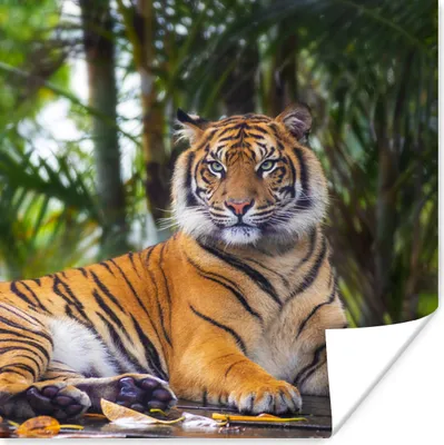 Produktbild von MuchoWow® Poster Tiger - Tiere - Wald - Dschungel 30x30 cm - Wandposter - Printing