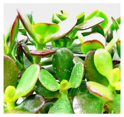 Produktbild von Crassula portulacea minor - Pfennigbaum - im 8,5 cm Topf