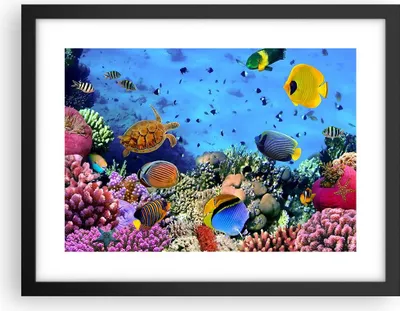 Produktbild von Gerahmtes Poster - Schwarzer Rahmen - Korallenriff - 40x30 cm - Wand Bild - Wanddeko - Wandbilder - Kunstposter - Wandposter - Bilderrahmen - Bilder - Kunstdruck - Wandbild - P2BAA40x30-3569