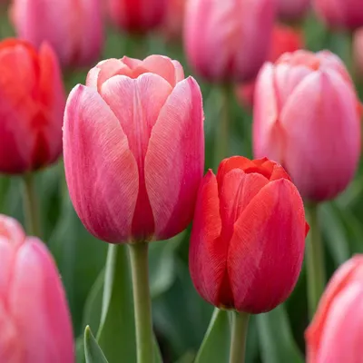 Produktbild von Green boutiQ - 40x Tulipa Pink - Red - Rosa-rote Tulpe - Rosa und Rot - Frühlingsblüher - Zwiebelgröße 10/12
