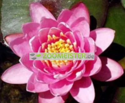 Produktbild von Seerose Mrs. Richmond winterhart tiefrosa  - Rhizom, Teichpflanze