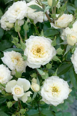 Produktbild von White Babyflor-Rose, im Topf - Rosa