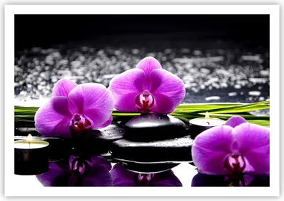 Produktbild von Poster - Poster ohne Rahmen - Orchidee Natur Wasser Blume - 100x70 cm - Wand Bild - Wanddeko - Wandbilder - Kunstposter - Wandposter - Bilder - Kunstdruck - Wandbild - P2XAA100x70-2658