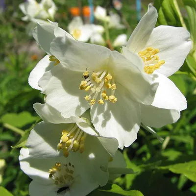 Obrázok produktu pre 2 x  záhradný jazmín  - Philadelphus 'Lemoinei'  | 50-60 cm v kontajneri