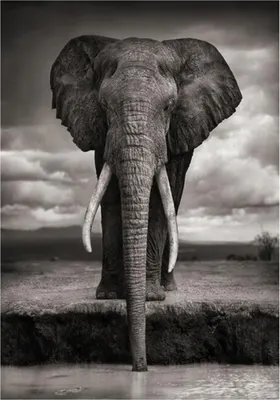 Produktbild von TPFLiving Kunstdruck LW-719 (OHNE RAHMEN) Poster - Leinwand - Wandbild - Hochauflösender Giclée-Druck, langlebig und hochwertig - Majestätischer großer Elefant in braun und weiß - Größe: 70x100cm