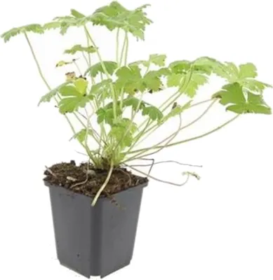 Immagine prodotto di Tappeto erboso - Geranium sanguineum 'Tiny Monster' - Vaso da 9 cm - Set di 12 piante