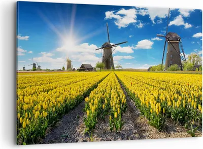 Produktbild von Bild auf Leinwand - Leinwandbild - Tulpen Windmühle Wiese Landschaft - 120x80cm - Wand Bild - Wanddeko - Leinwanddruck - Bilder - Kunstdruck - Leinwand bilder - Wandkunst - AA120x80-2879