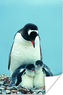 Produktbild von MuchoWow® Poster Tiere - Pinguine - Küken 120x180 cm - Kunstposter
