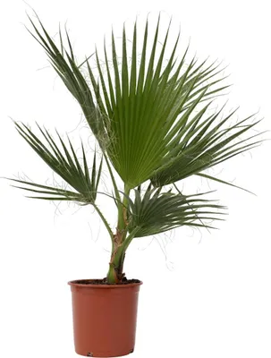 Produktbild von Mexikanische Fächerpalme - Washingtonia robusta - Höhe 70-90cm - ⌀21cm