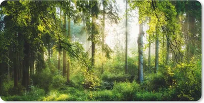 Produktbild von MuchoWow® Schreibtischunterlage Wald - Sonne - Bäume 80x40 cm - XXL Mauspad - Gaming Mauspad