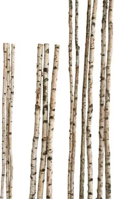 Produktbild von Birkenstamm 180 cm ø 2-4 cm