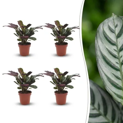 Image de Green boutiQ - Ctenanthe Burle Marxii - Visgraatplant - 4 Planten - Pot 12cm - Hoogte - 30cm