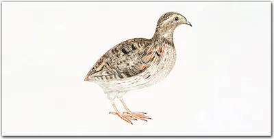 Produktbild von Coloray Küchenrückwand 140x70 Spritzschutz aus Glas - Tier Vogel