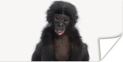 Produktbild von MuchoWow® Poster Kind - Affe - Schimpanse - Babytiere - Jungen - Mädchen 160x80 cm - Foto Poster