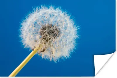Produktbild von MuchoWow® Poster Löwenzahn - Blume - Terrasse 120x80 cm - Bilder