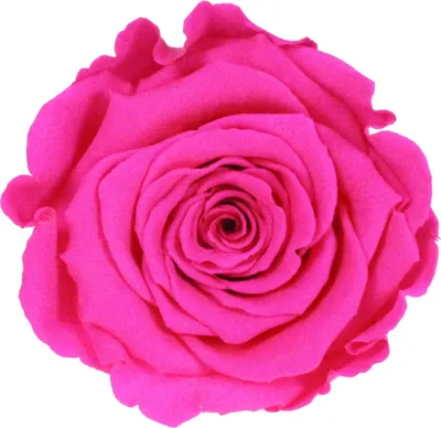 Produktbild von Infinity Rose L Ø5cm konserviert stabilisiert haltbar Rosenkopf ewige Rosenblüte 1 St. Fuchsia (pin07)