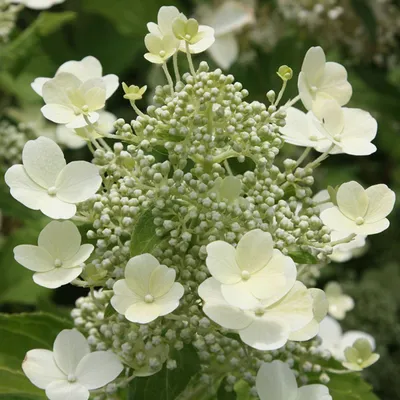 Image de 2 x  Hortensia  - Hydrangea paniculata 'Tardiva'  | 40-50 cm en conteneur