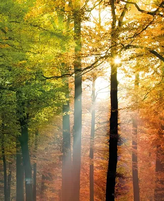 Produktbild von Wallario Sticker / Aufkleber für Kühlschrank / Geschirrspüler / Küchenschränke, selbstklebende Folie - 60 x 80 cm, Motiv: Sonnenuntergang im Herbstwald