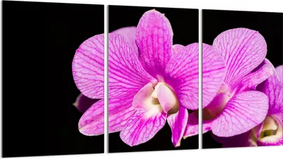 Produktbild von Herdabdeckplatten 3 teilig 30x52 Glaskeramikkochfeld Abdeckung Glas, Orchidee Violett