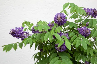 Produktbild von Wisteria sinensis 'Longwood Purple', Chinesischer Blauregen, 40–60 cm