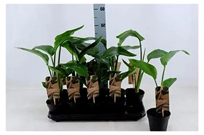 Produktbild von Strelitzia Nicolai 30-50 cm – Exotische Baum-Strelitzie | Zimmerpflanze mit tropischem Flair | Robuste und pflegeleichte Paradiesvogelblume