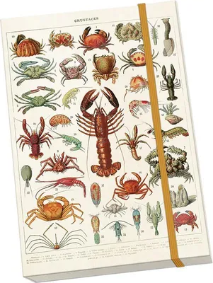 Immagine prodotto di Notostraci, crostacei