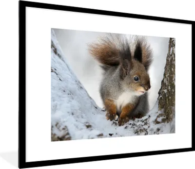 Produktbild von MuchoWow® MuchoWow® Gerahmtes Poster Eichhörnchen - Tier - Baum - Winter 80x60 cm - Poster mit zchwarzem Bilderrahmen - Schlafzimmer-Dekorationen - Fotoposter