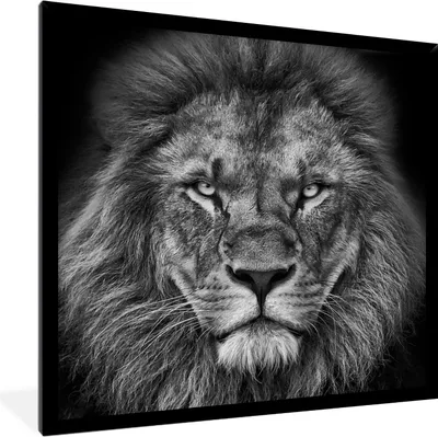 Produktbild von MuchoWow® Gerahmtes Poster Tiere - Löwe - Schwarz - Weiß - Porträt 40x40 cm - Poster mit Schwarzem Bilderrahmen Wandposter Rahmen Foto Bilder - Mit Rahmen - Wanddekoration Schlafzimmer