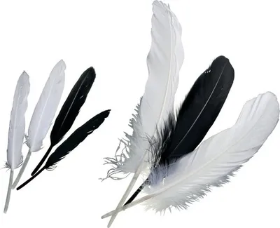 Produktbild von Indianerfedern schwarz weiß 16 cm ca. 15 Stück