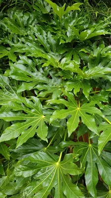 Image de Fatsia japonica / Aralie du Japon