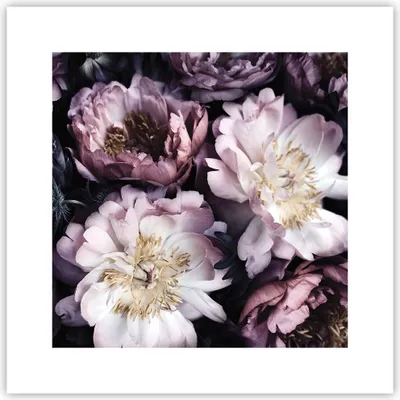 Produktbild von Poster - Poster ohne Rahmen - Pfingstrosen Veilchen Blumen - 30x30 cm - Wand Bild - Wanddeko - Wandbilder - Kunstposter - Wandposter - Bilder - Kunstdruck - Wanddekoration - Wandbild - P2XAC30x30-5076