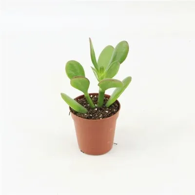 Obrázek produktu pro Crassula Argentea 8–13 cm – Sukulenty  – Echeveria – Pleiospilos  – Sedum – Crassula – Aloe