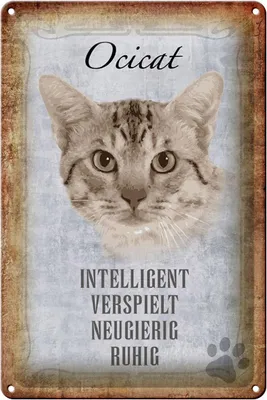 Produktbild von Blechschild Spruch 20x30cm Ocicat Katze verspielt Schild