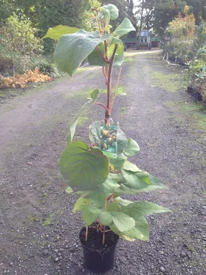 Produktbild von 2er Set selbstfruchtende Kiwi Jenny Kiwibaum 60-100 cm Actinidia frosthart