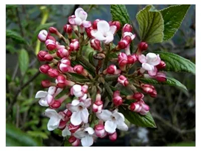 Produktbild von Osterschneeball Mohawk - Wintergrüner Duftschneeball - Viburnum burkwoodii - Vanilleduft (30-40)