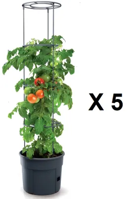 A potted tomato plant with a support cage, next to the text 'X 5'.