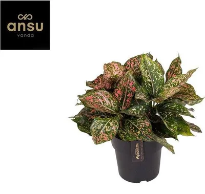 Produktbild von Aglaonema-Pflanze mit rosaflecktem Blätterwerk