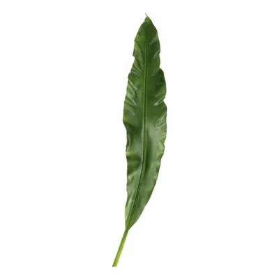 Immagine prodotto di Foglia 75 verde Fiore