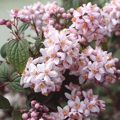 Produktbild von Sternchenstrauch - Deutzia hybrida 'Mont Rose'  | 60-80 cm in Container